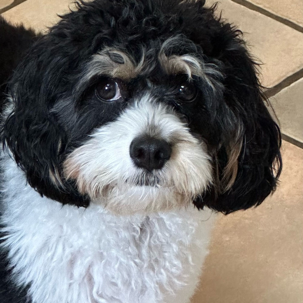 Meet your Posher, Christopher